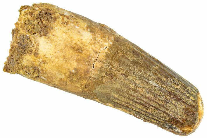 Fossil Spinosaurus Tooth - Feeding Worn Tip #296540